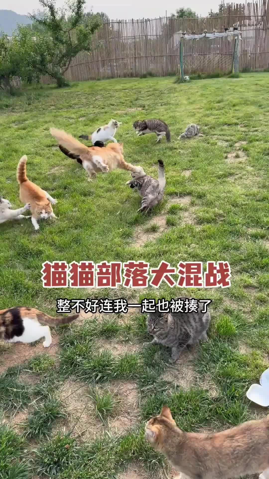 @小可爱猫猫们