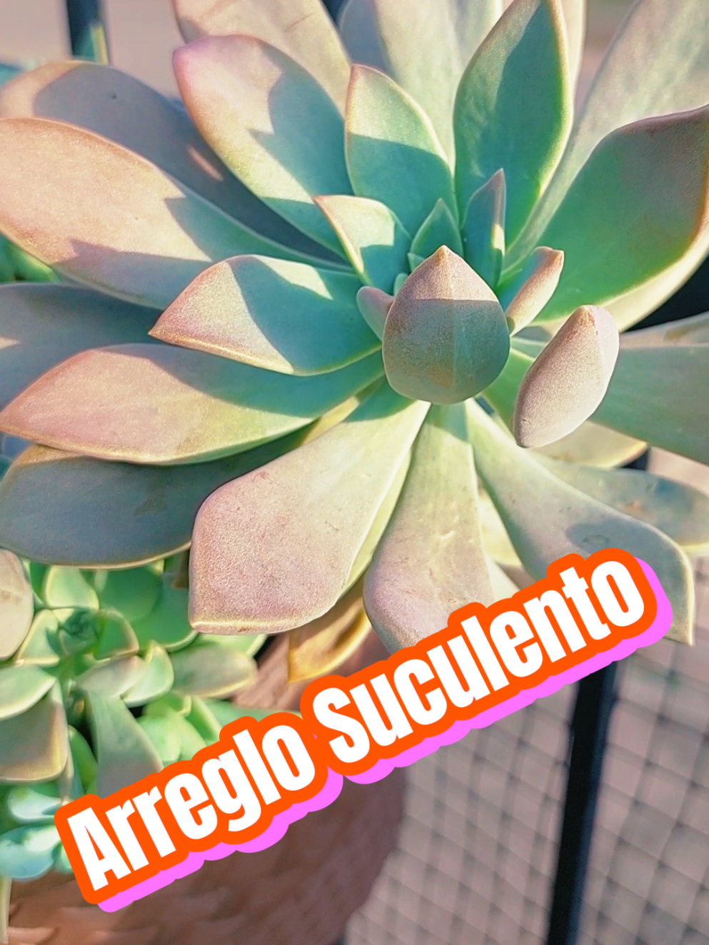 @Encanto Suculento