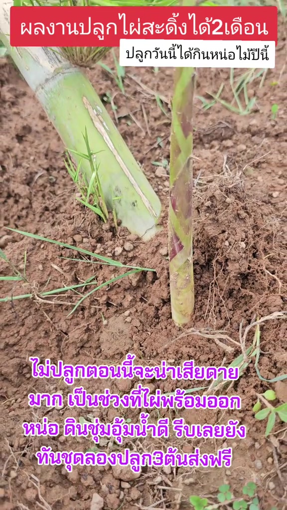 @นัดดาชอป