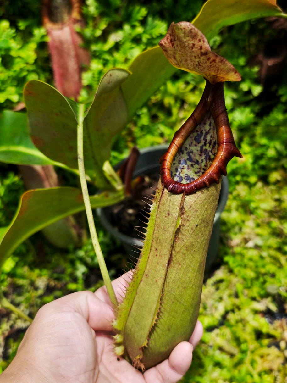 @GSp.Rayong Nepenthes