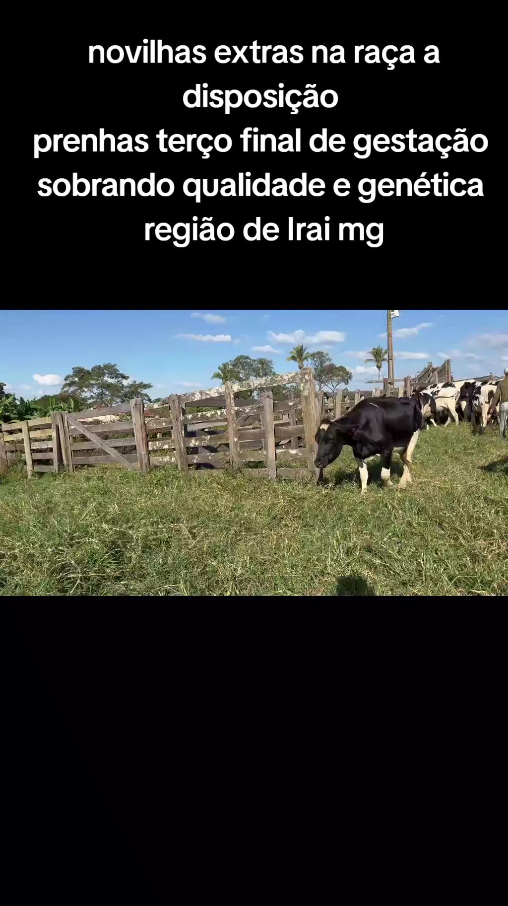@marketing_do_gado