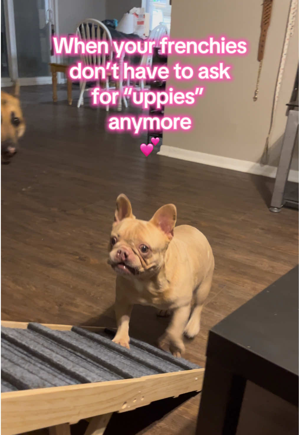 @Peanut the Frenchie 🐾