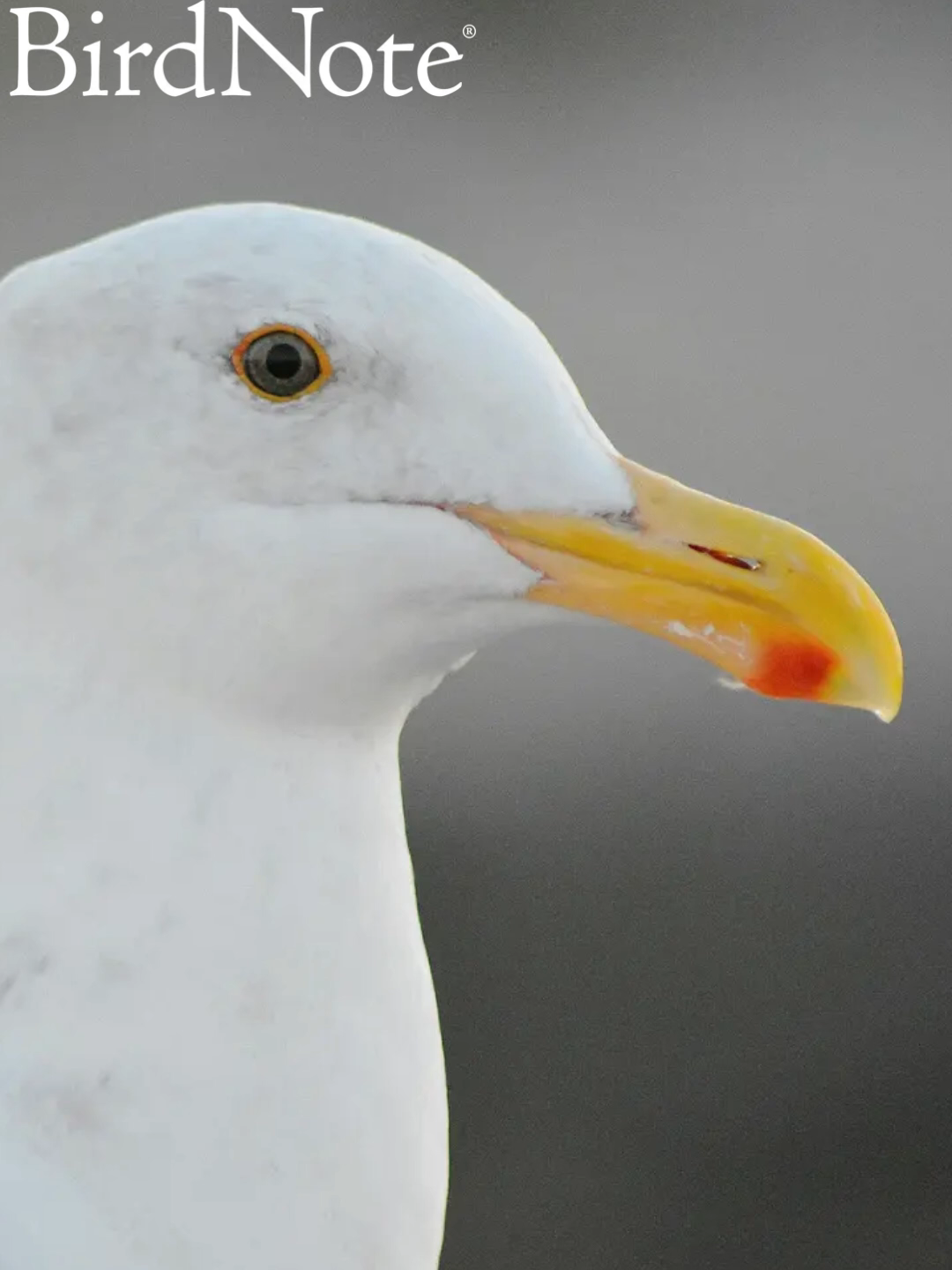 @BirdNote