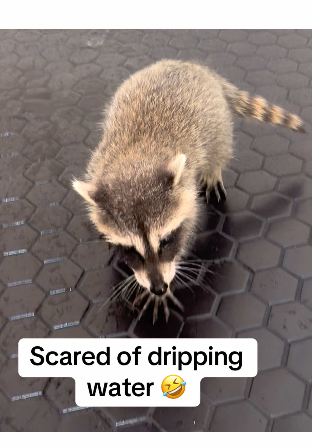 @snacky_chan_the_raccoon
