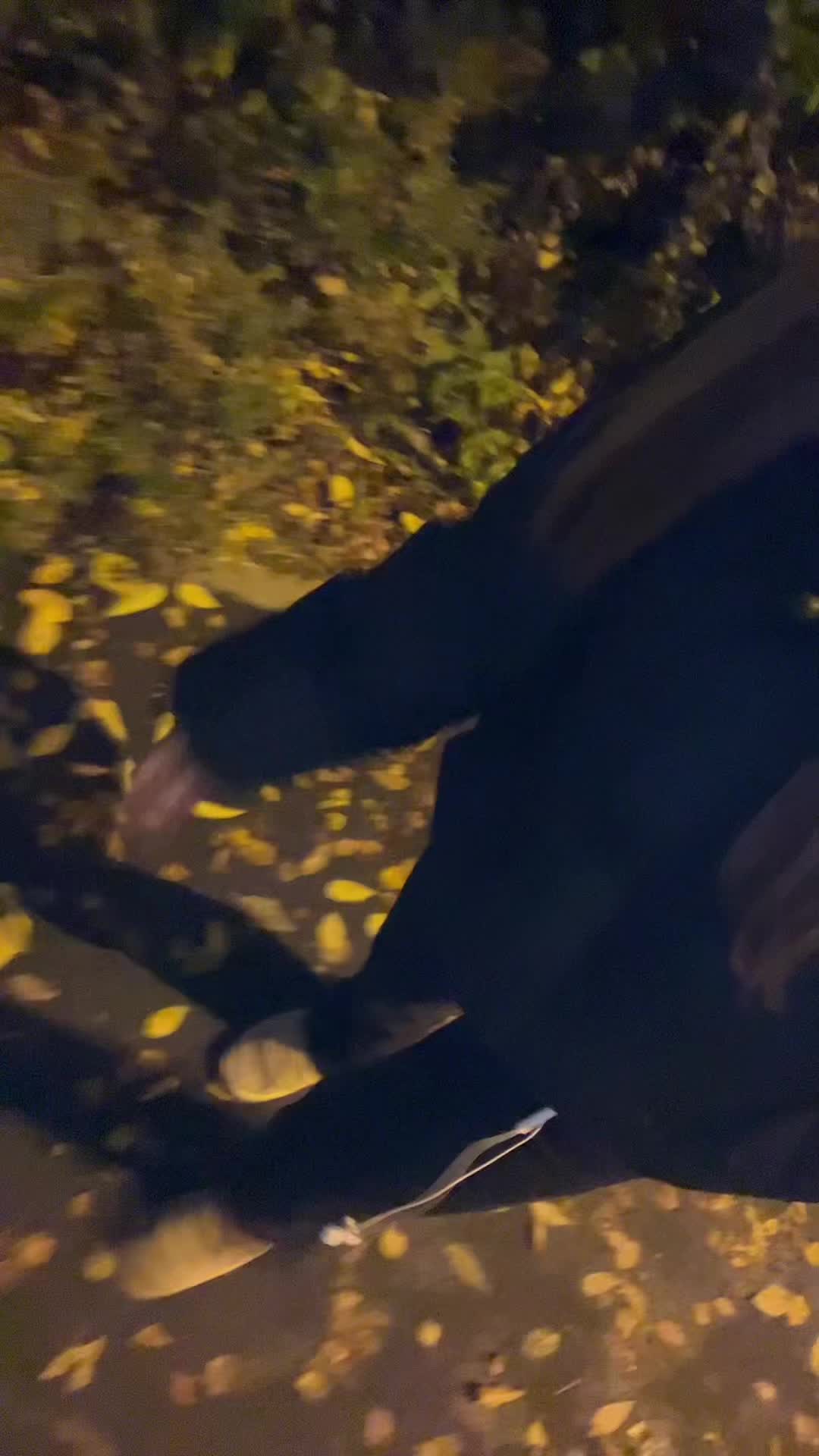 @шэйда