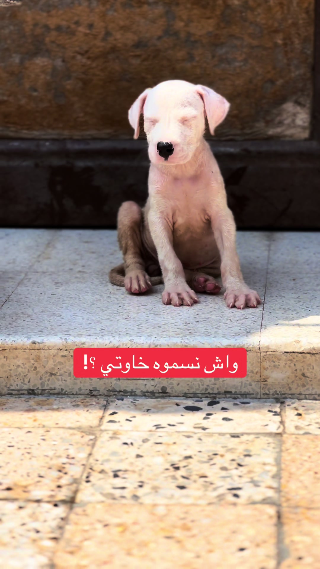 @عصابة كلاب الدوڨو&البيتبول🔥