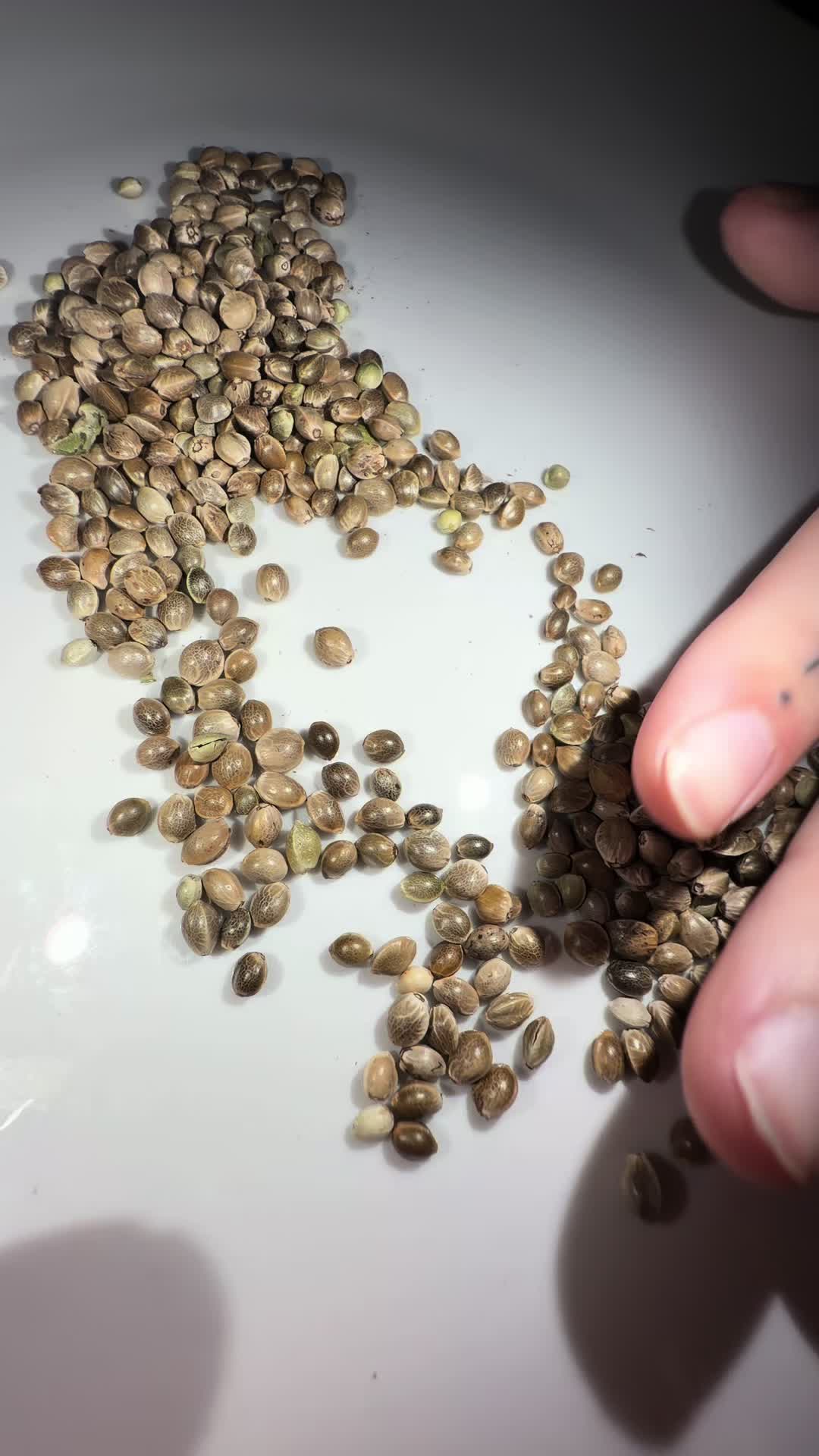 @SEEDTIVA