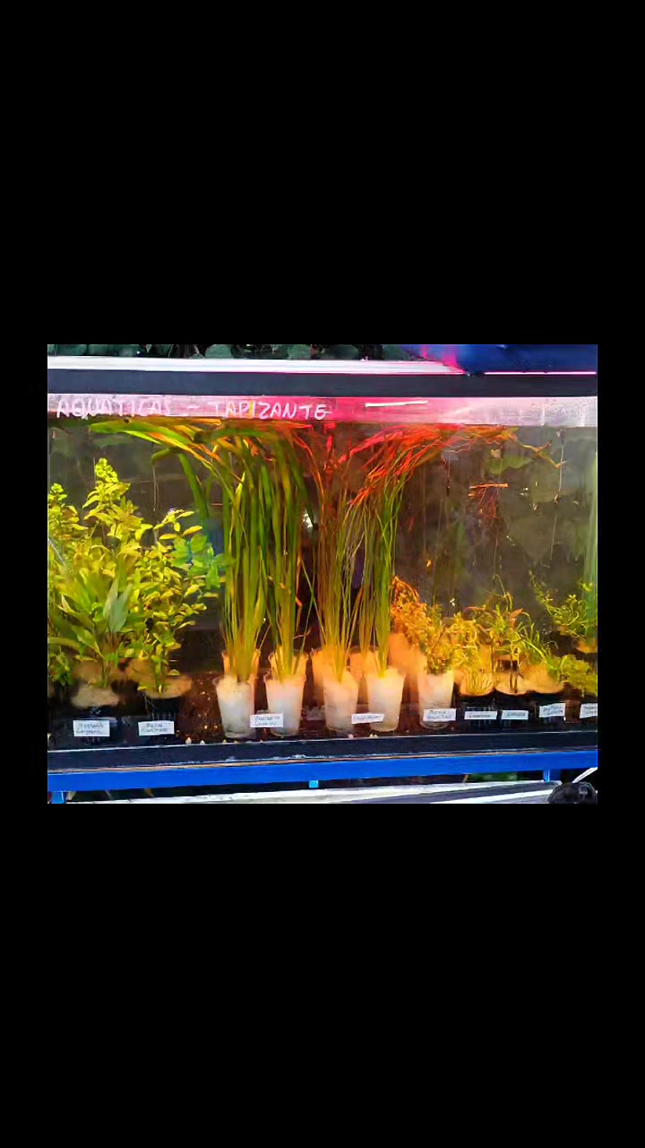 @Rodrigo EXOTIC AQUARIO