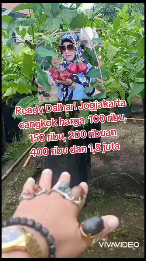 @Bibit khusus samarinda