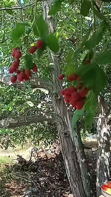 @🌺 ÇUKUROVALI 🌺
