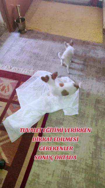 @🐕ŞHİVA MİNİK PATİLER🐕