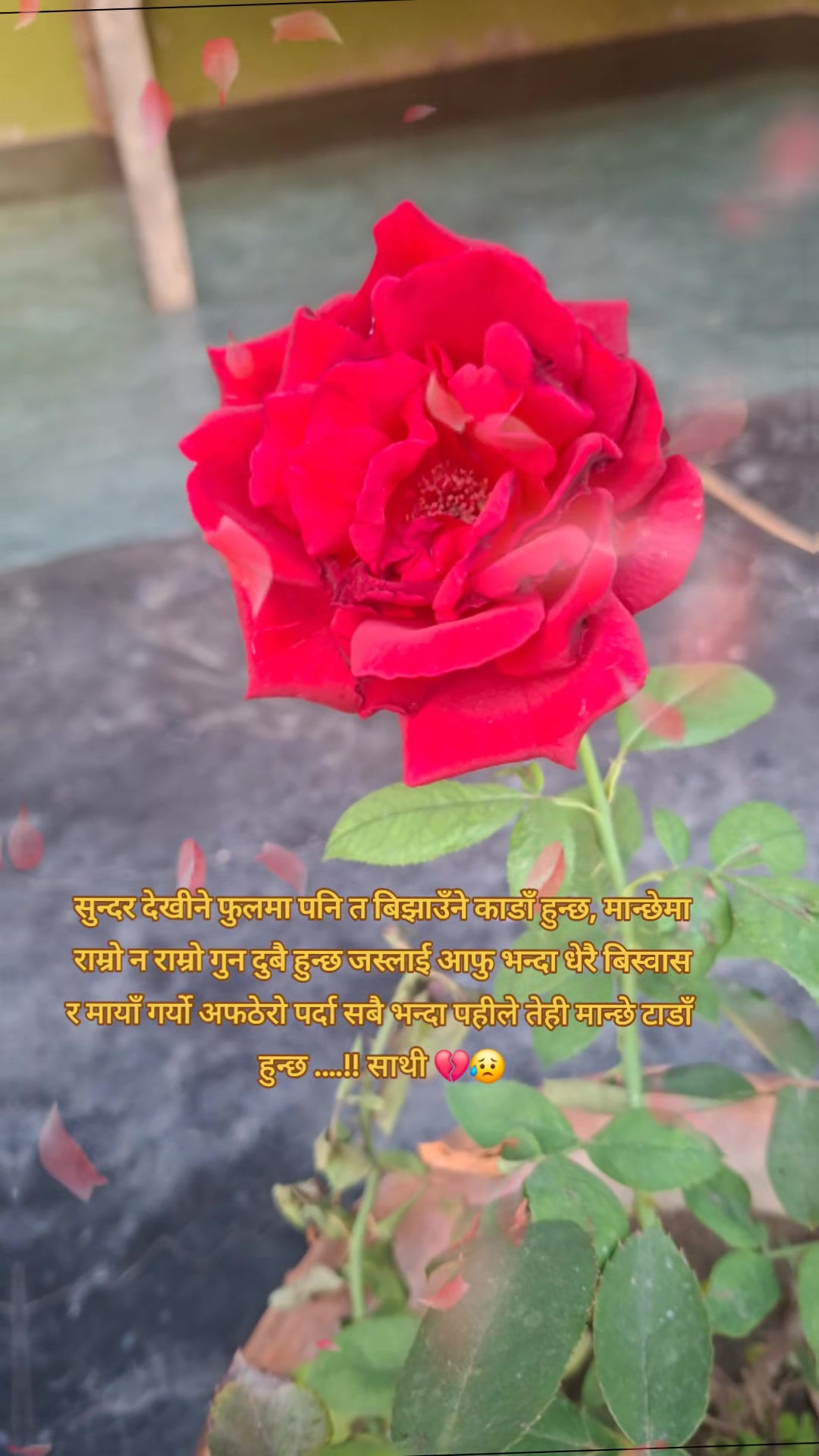 @Sanu12ЁЯМ╣