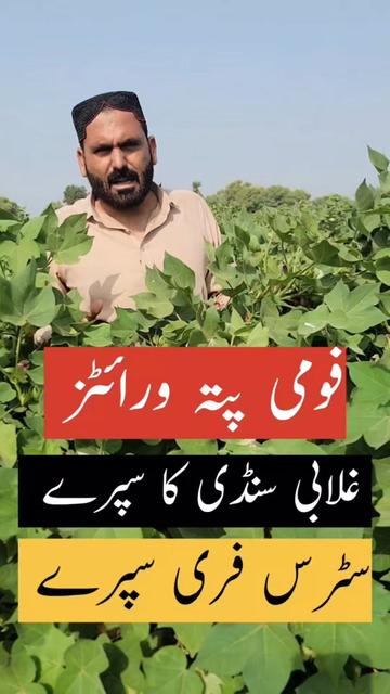 @Zulqarnain chattha