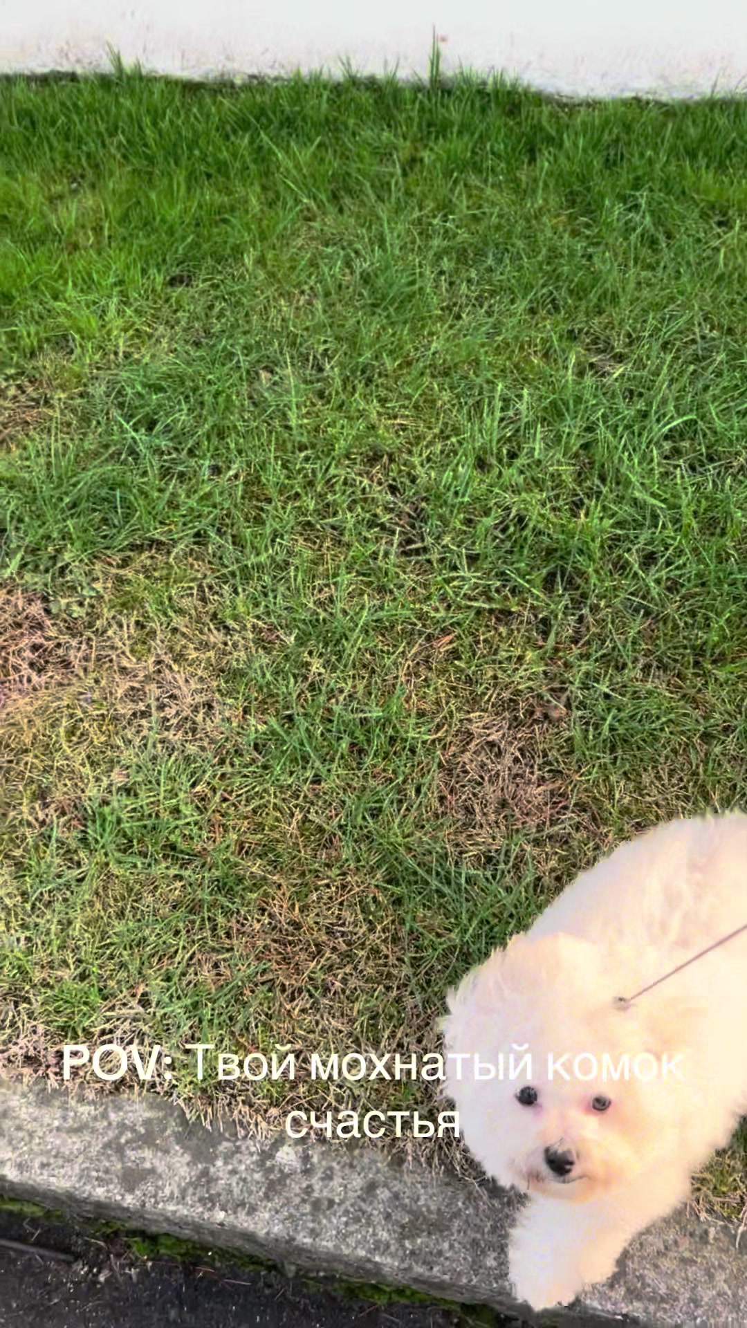 @Yorkie Maltipoo ShihTzu Teddy