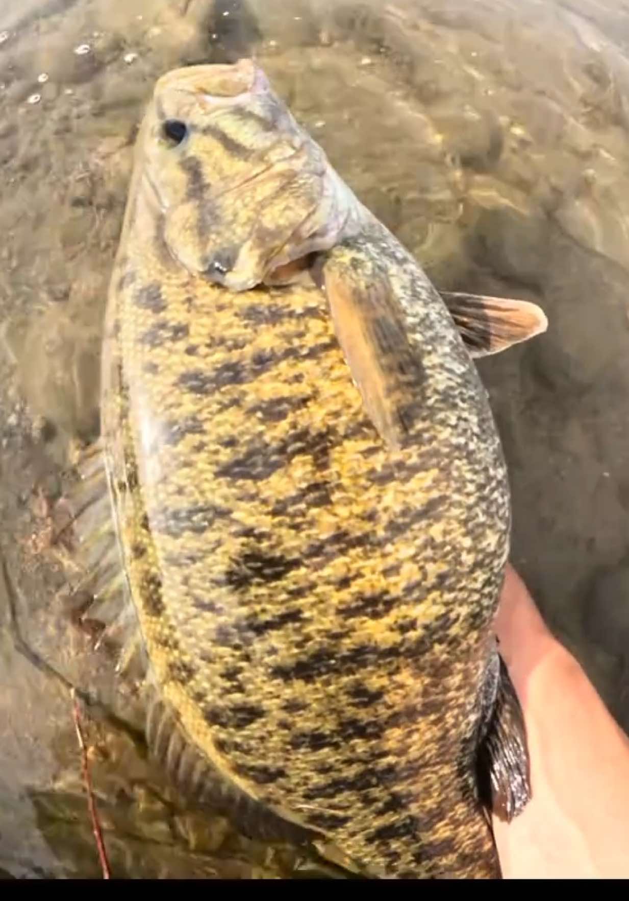 @FishGuy