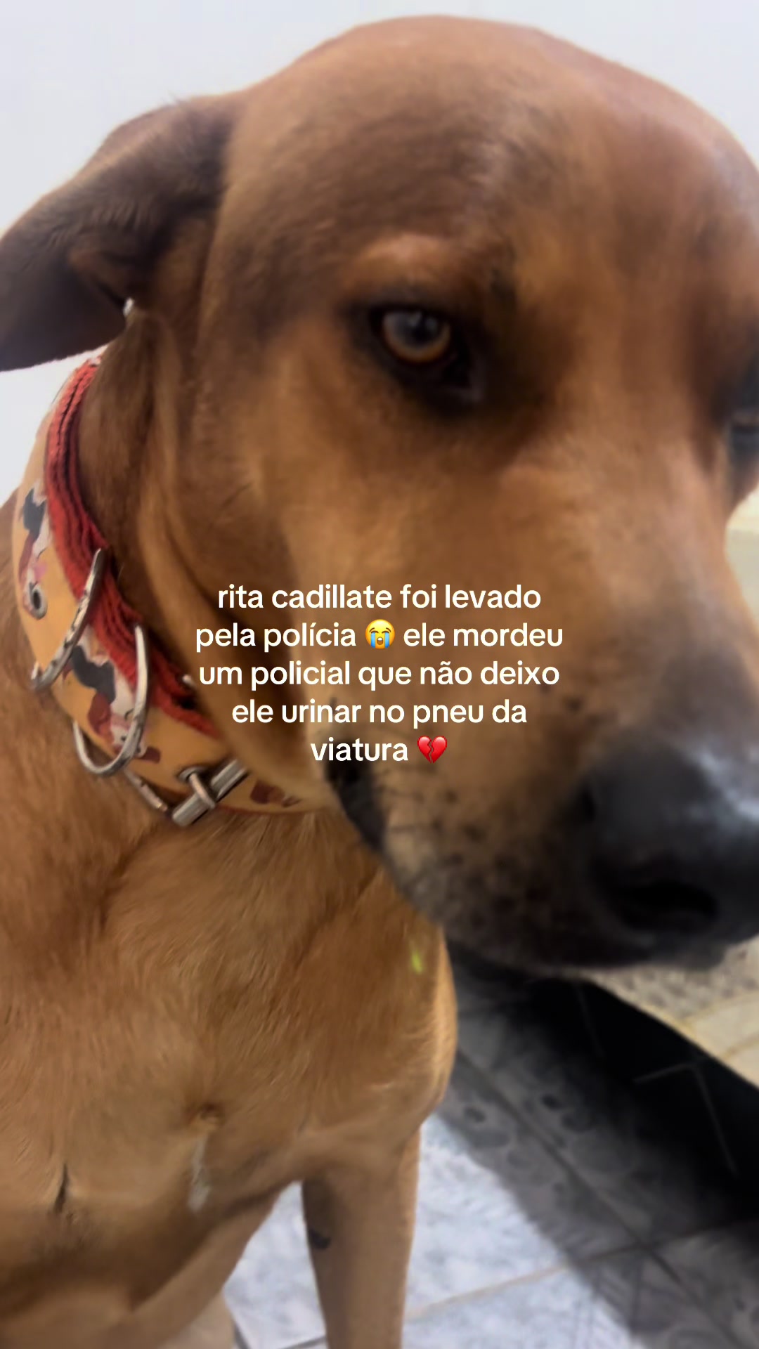 @rita cadillate
