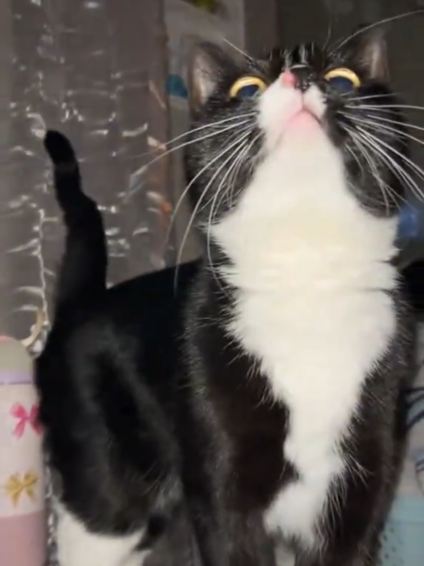 @Random Cat Stuff