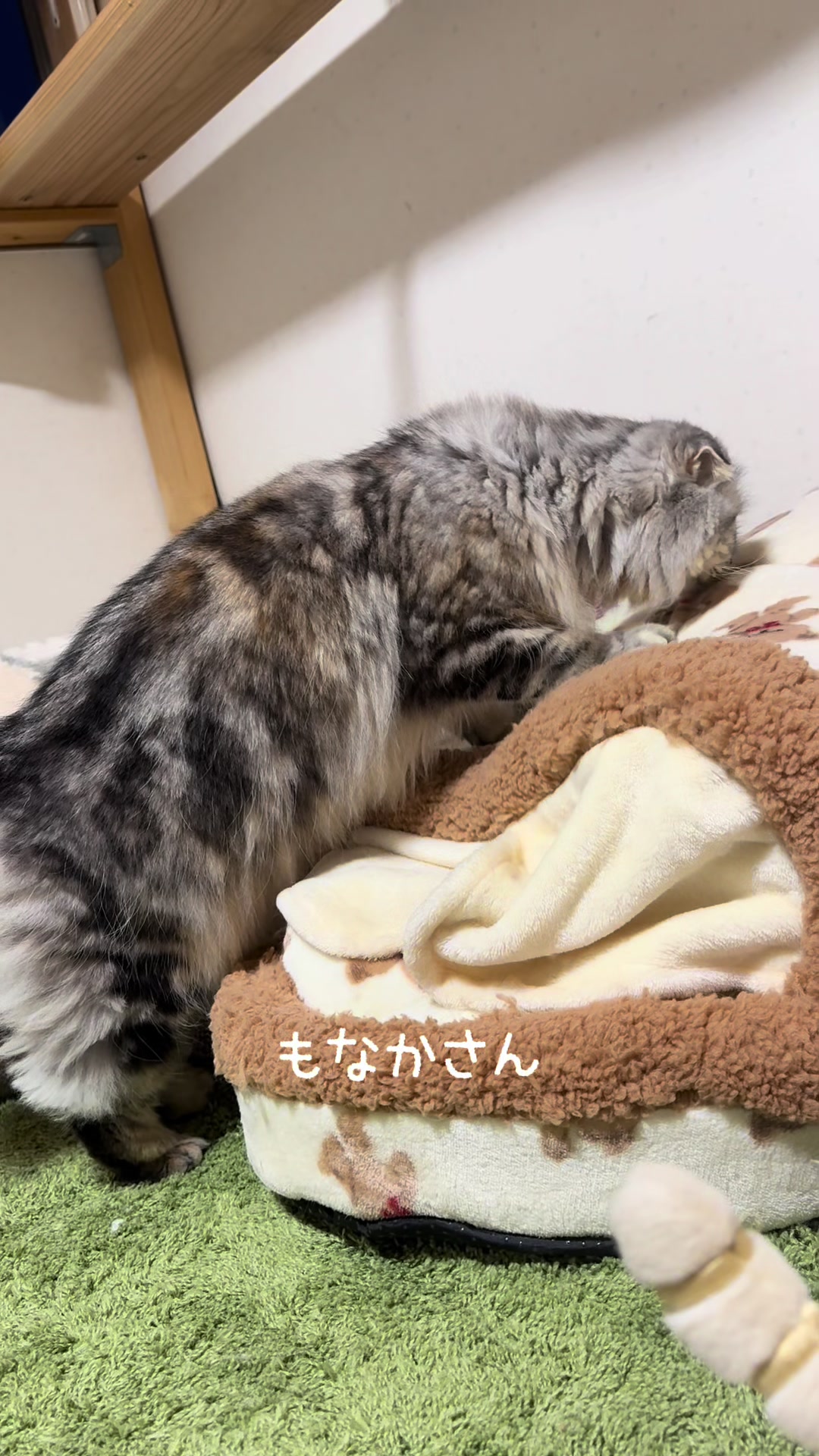 @ネコたまちゃんねる