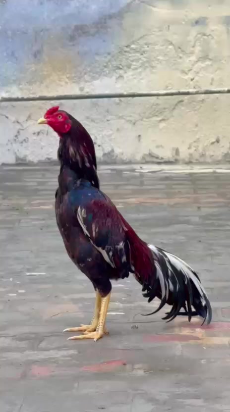 @Aseel 🐓