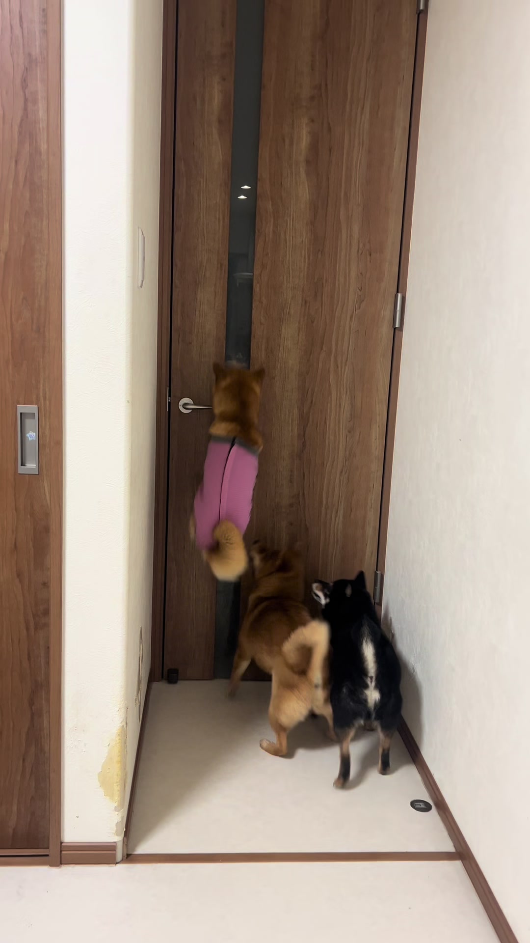 @シャクレ犬