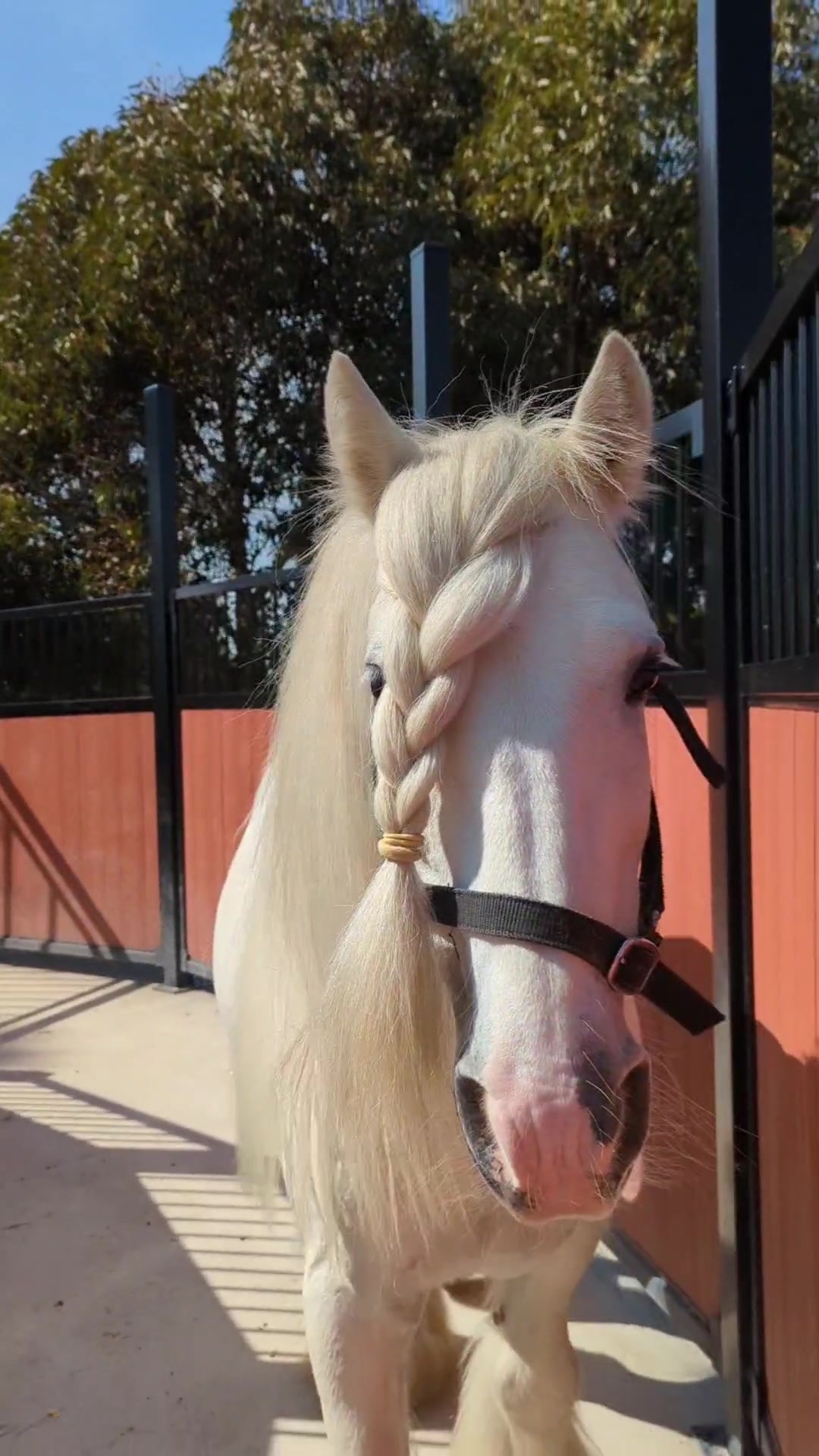 @Faraway Gypsy Horse Stud