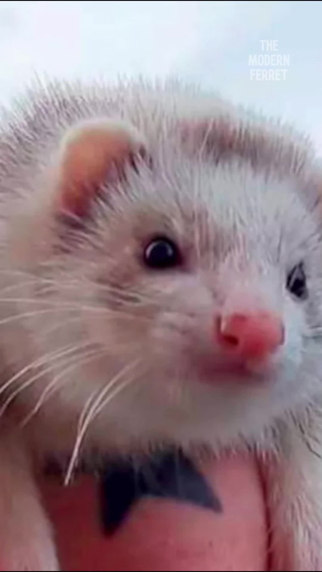 @Mr. Moose the Famous Ferret