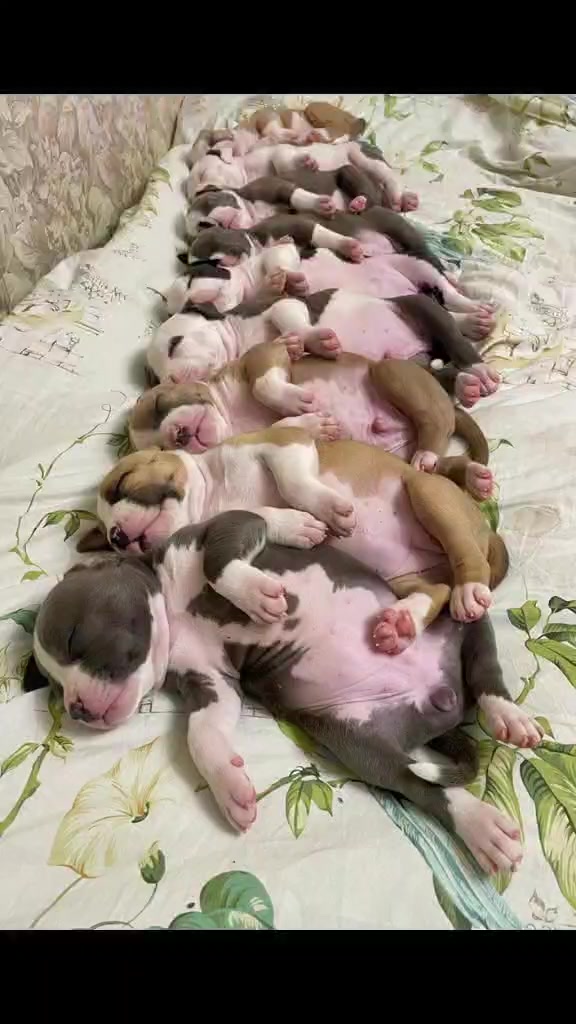 @🐕