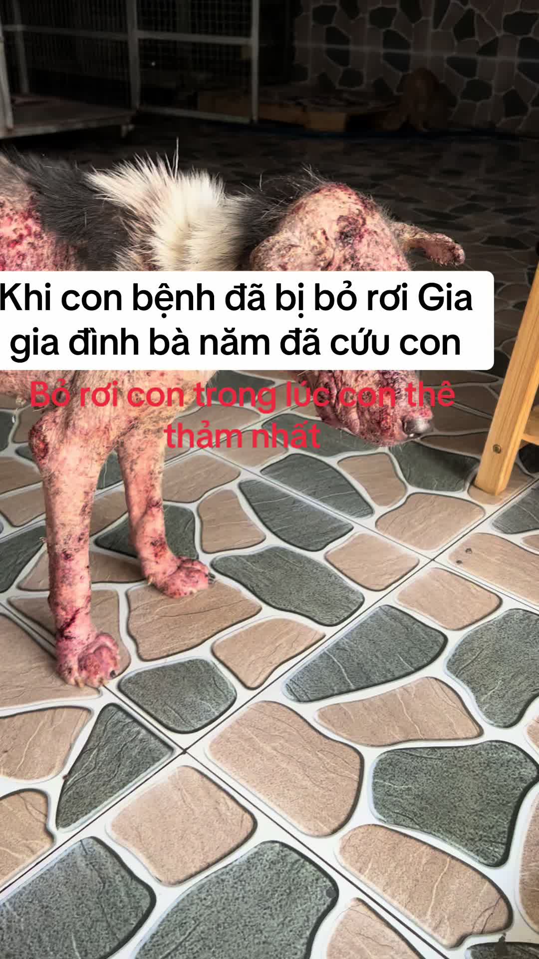 @yeuthuongchomeoba5