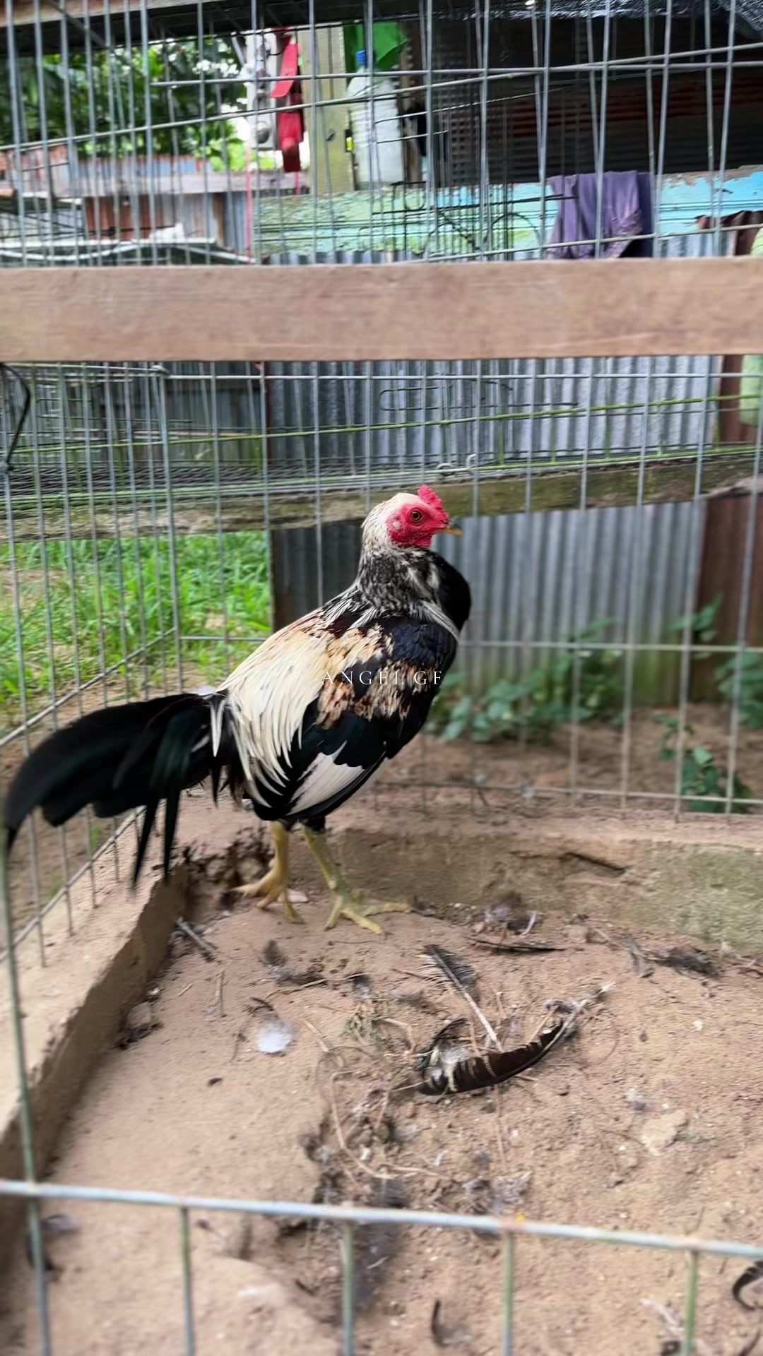 @angelsgamefowl88