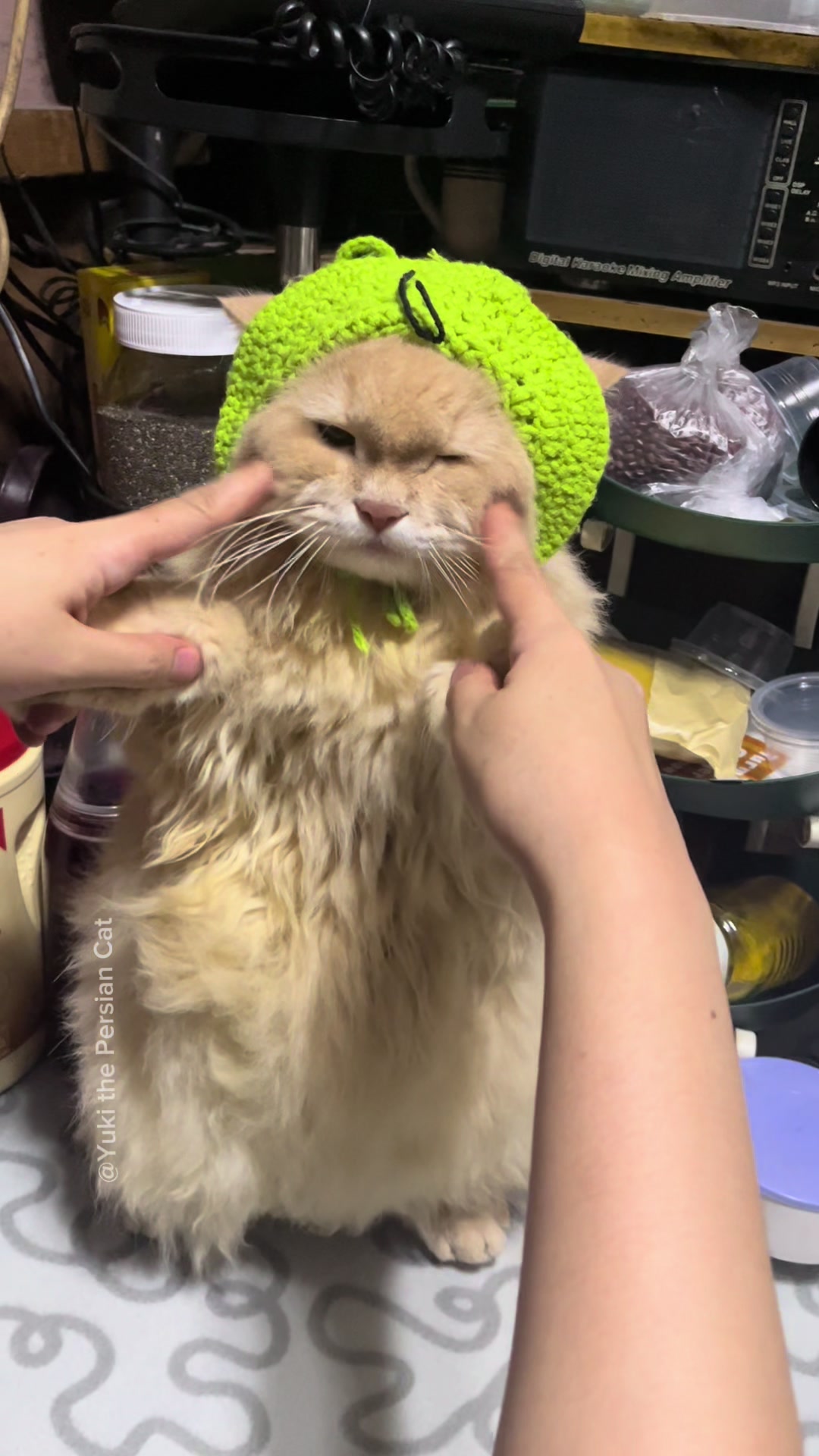 @Yuki the Persian Cat