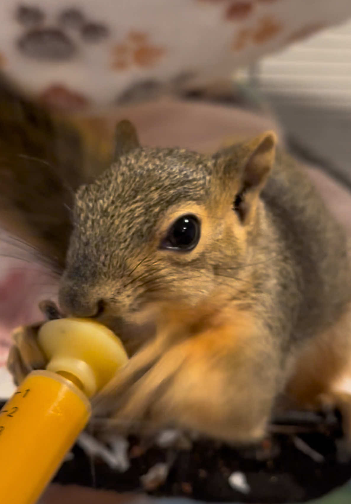 @Squirrel Guy