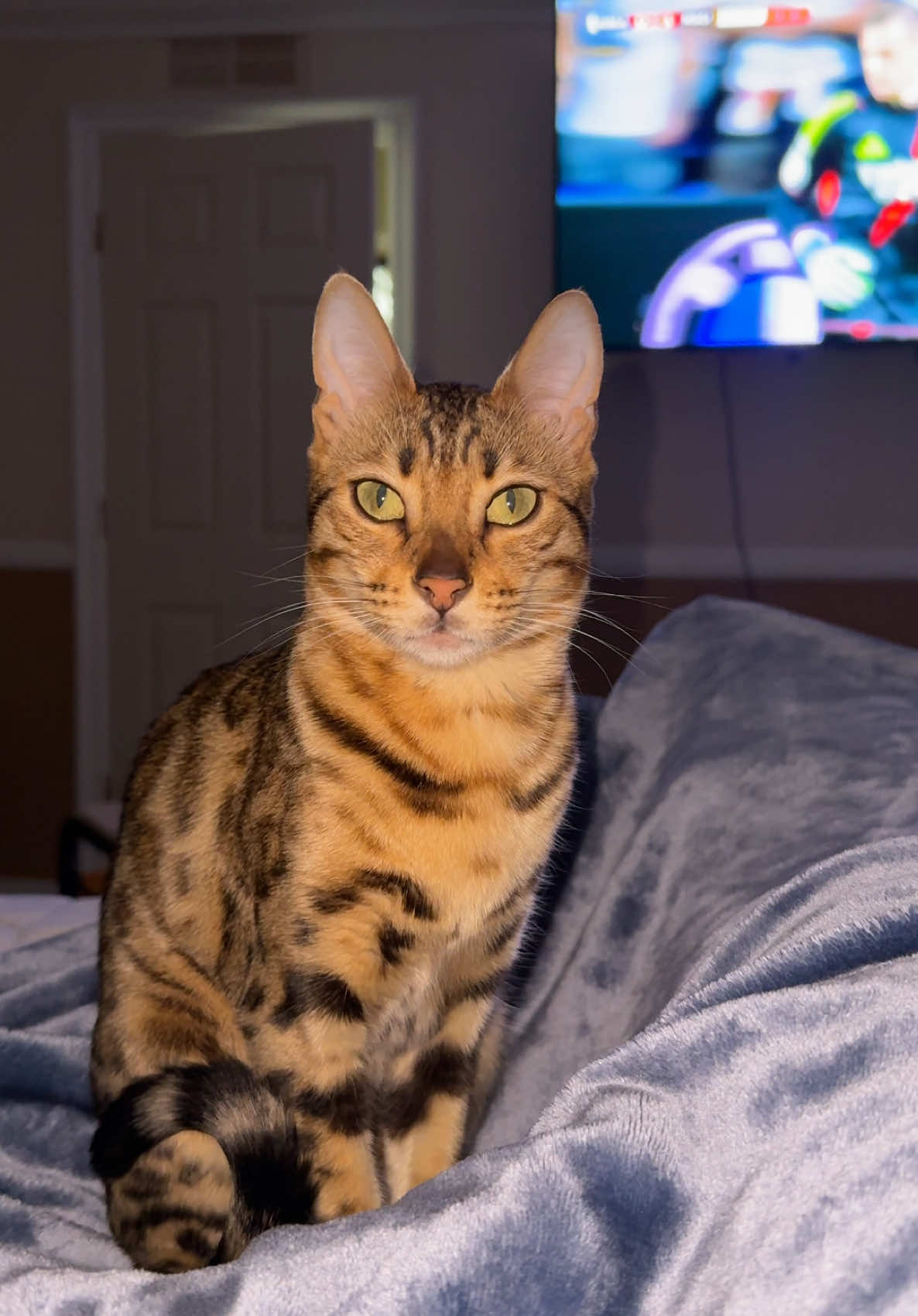 @Obi & Daisy The Bengals 🐆🐾
