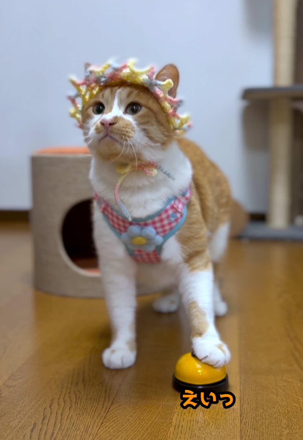 @お散歩大好きもんぶらん🐈