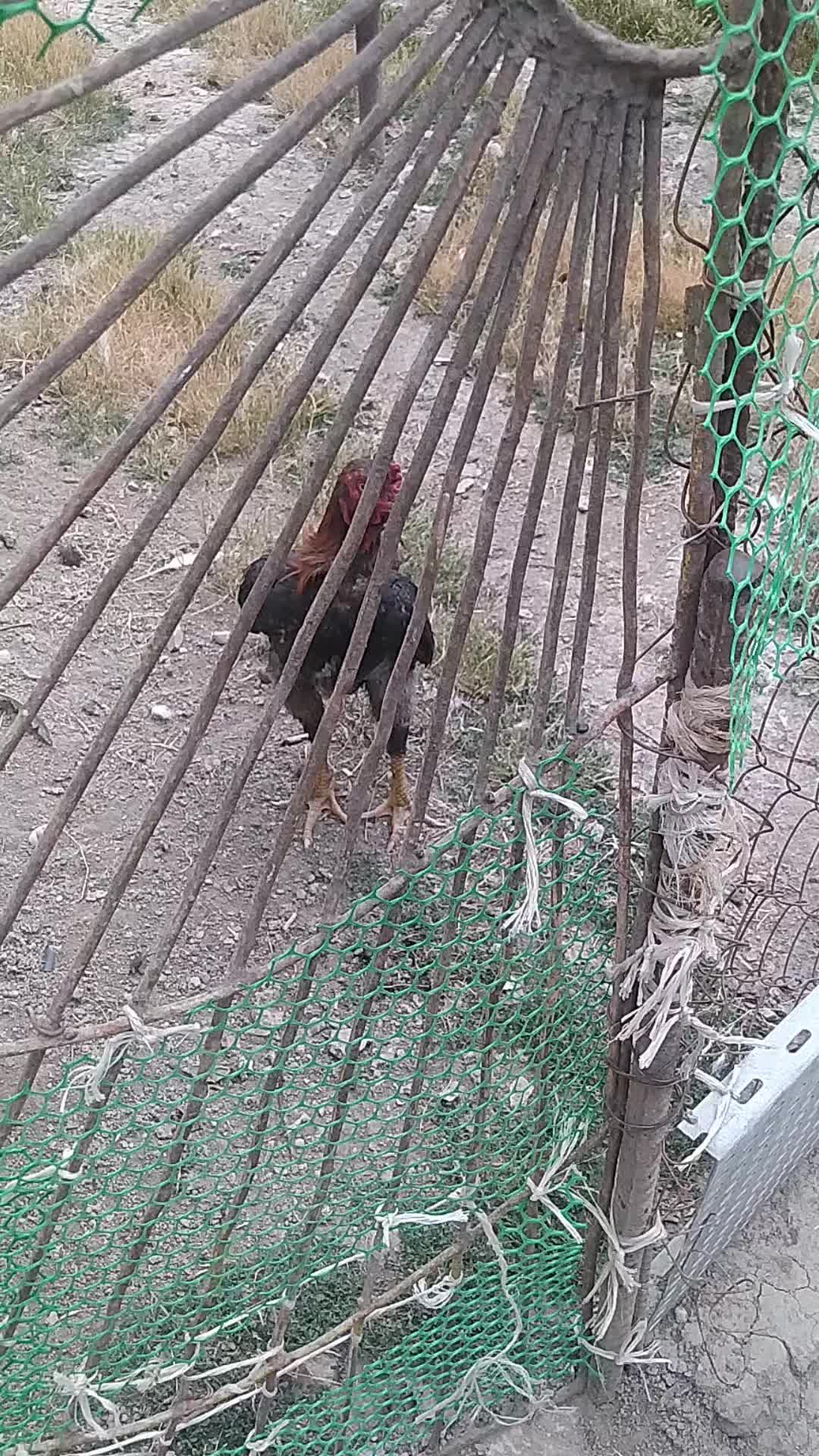 @peşəkarlar 6006556