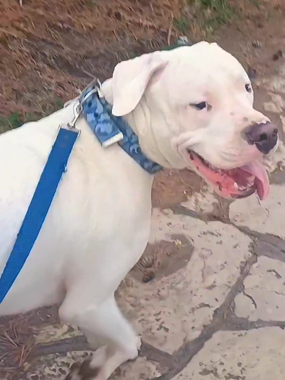 @Flor&Tango Dogo Argentino 🇦🇷
