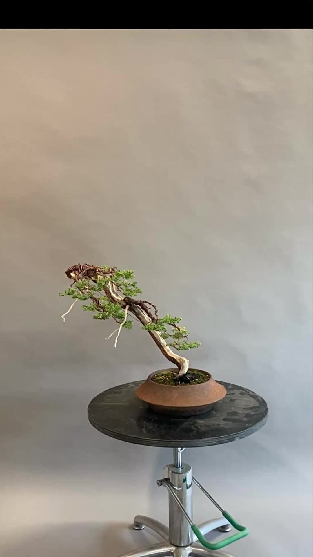 @Bonsai Movement