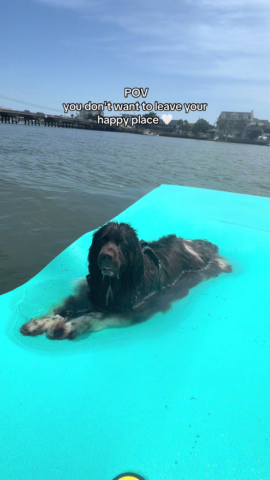 @Chewy The Newfoundland