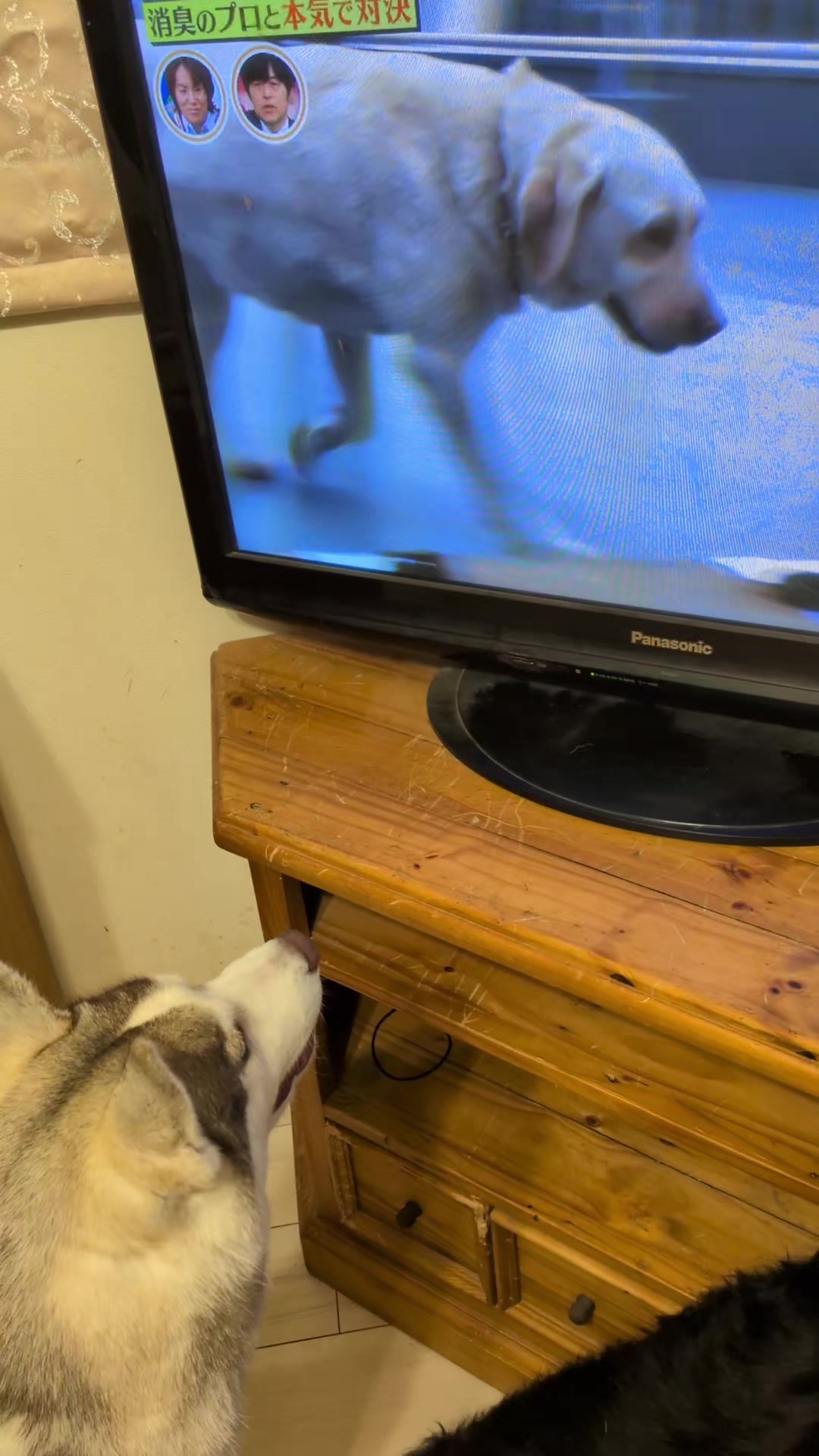 @大型犬3頭&小型老犬4頭多頭飼いの生活