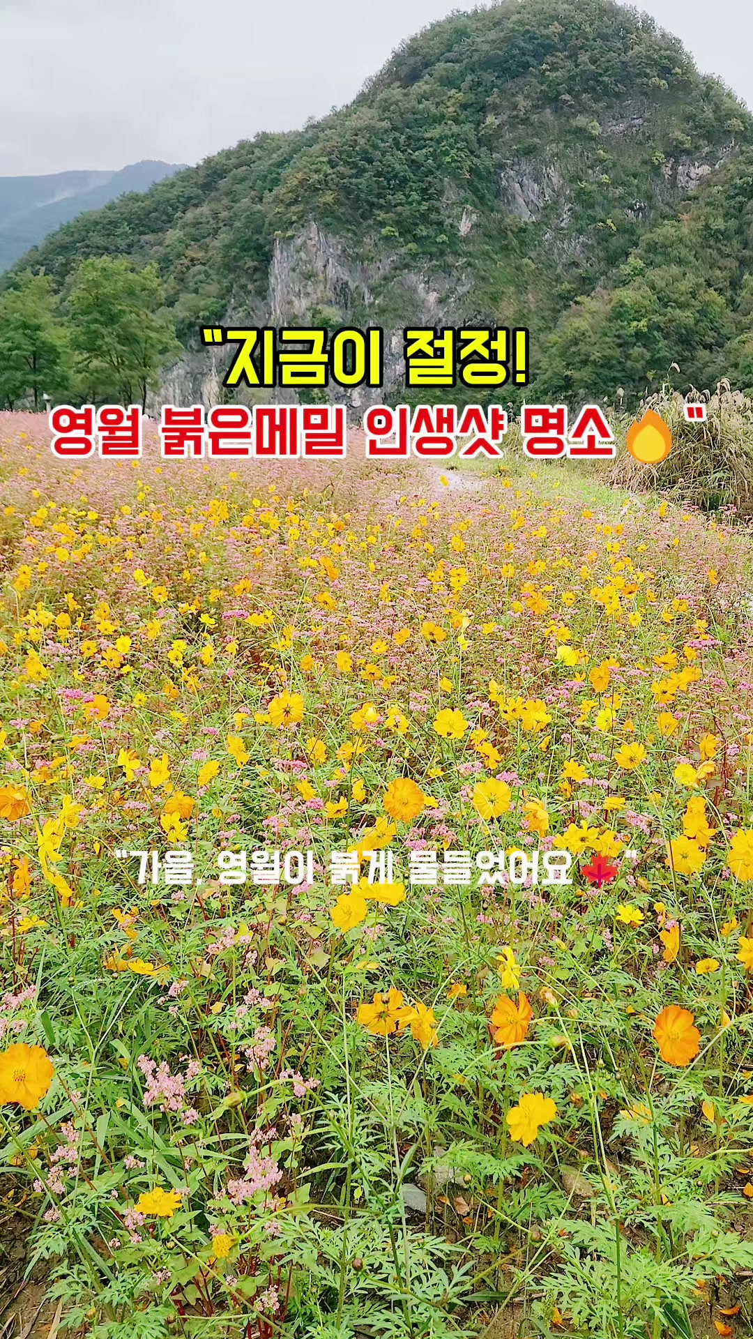 @로즈