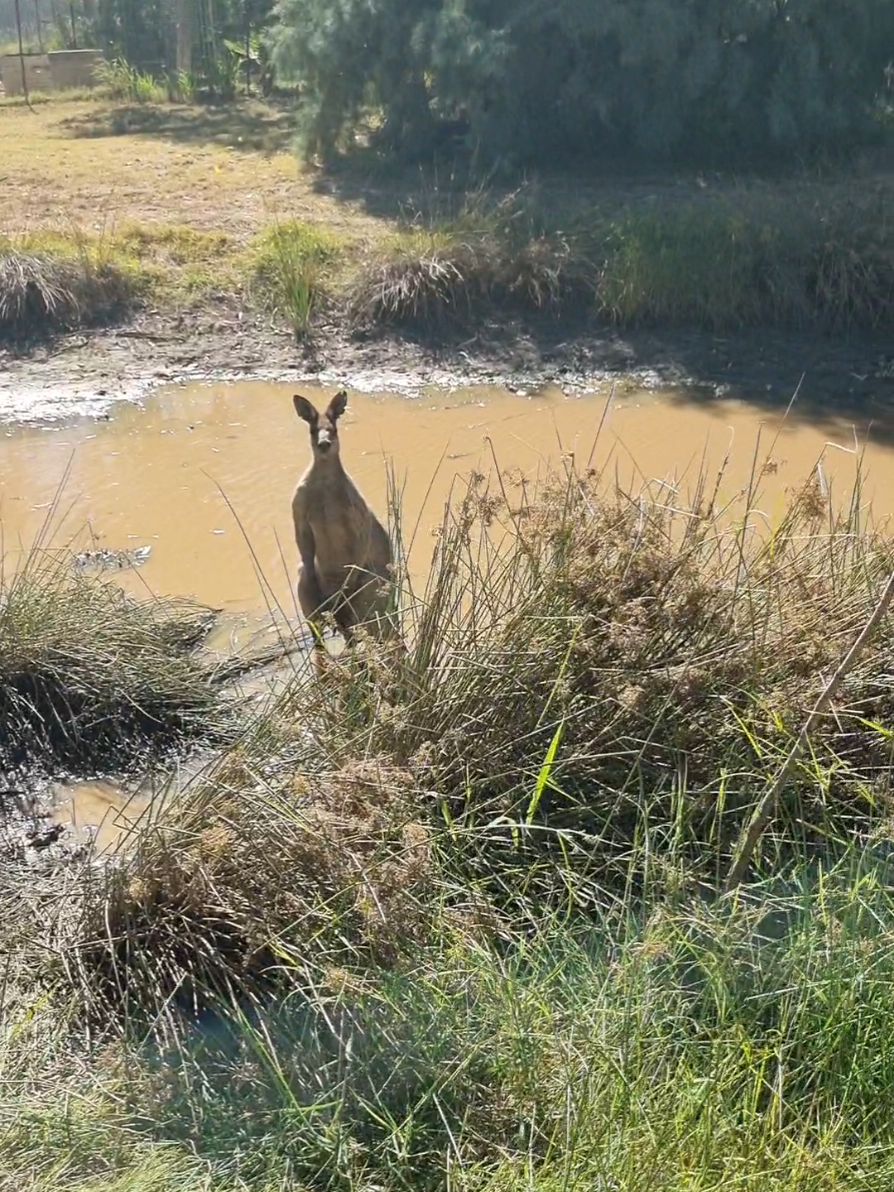 @SM Wildlife