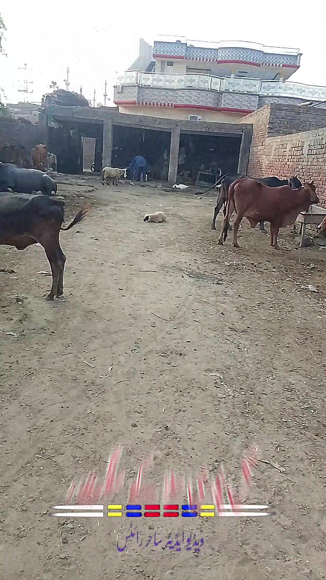 @Wali Gujjar 351