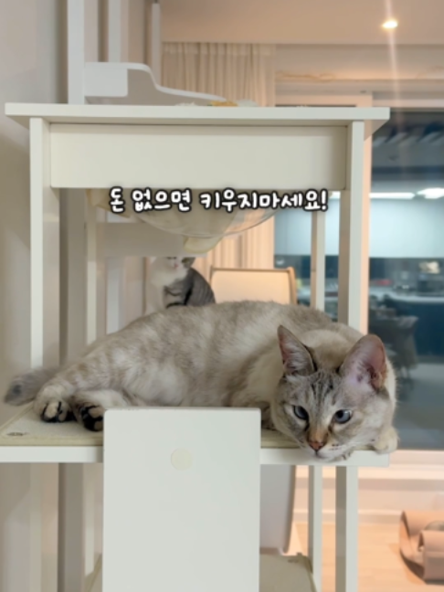 @투머치냥즈