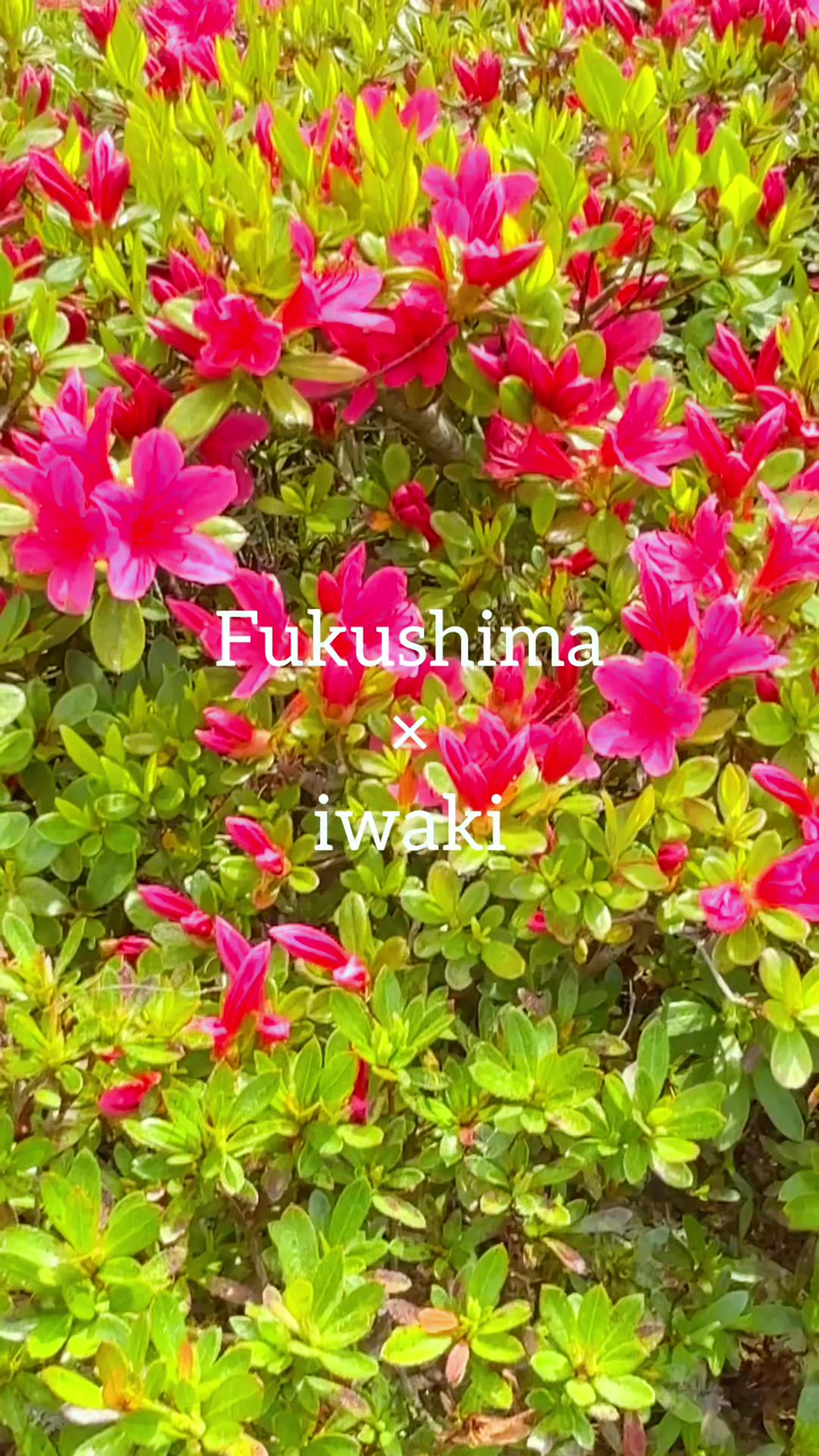 @junjun
