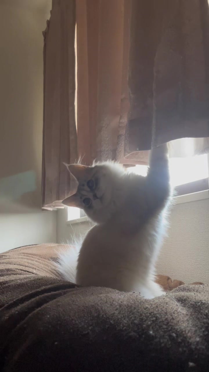 @サイベリアンのおふぃおさま