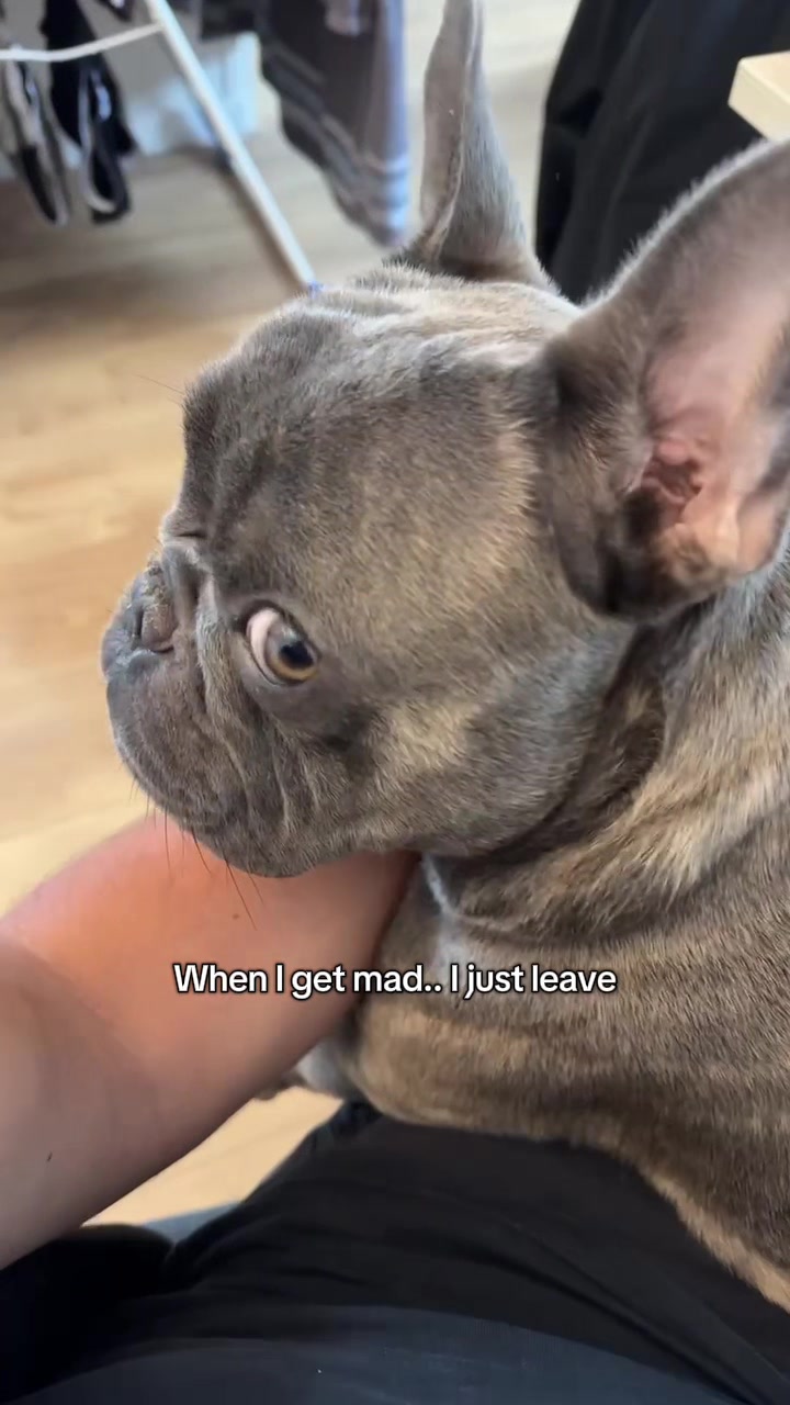 @Bose the frenchie