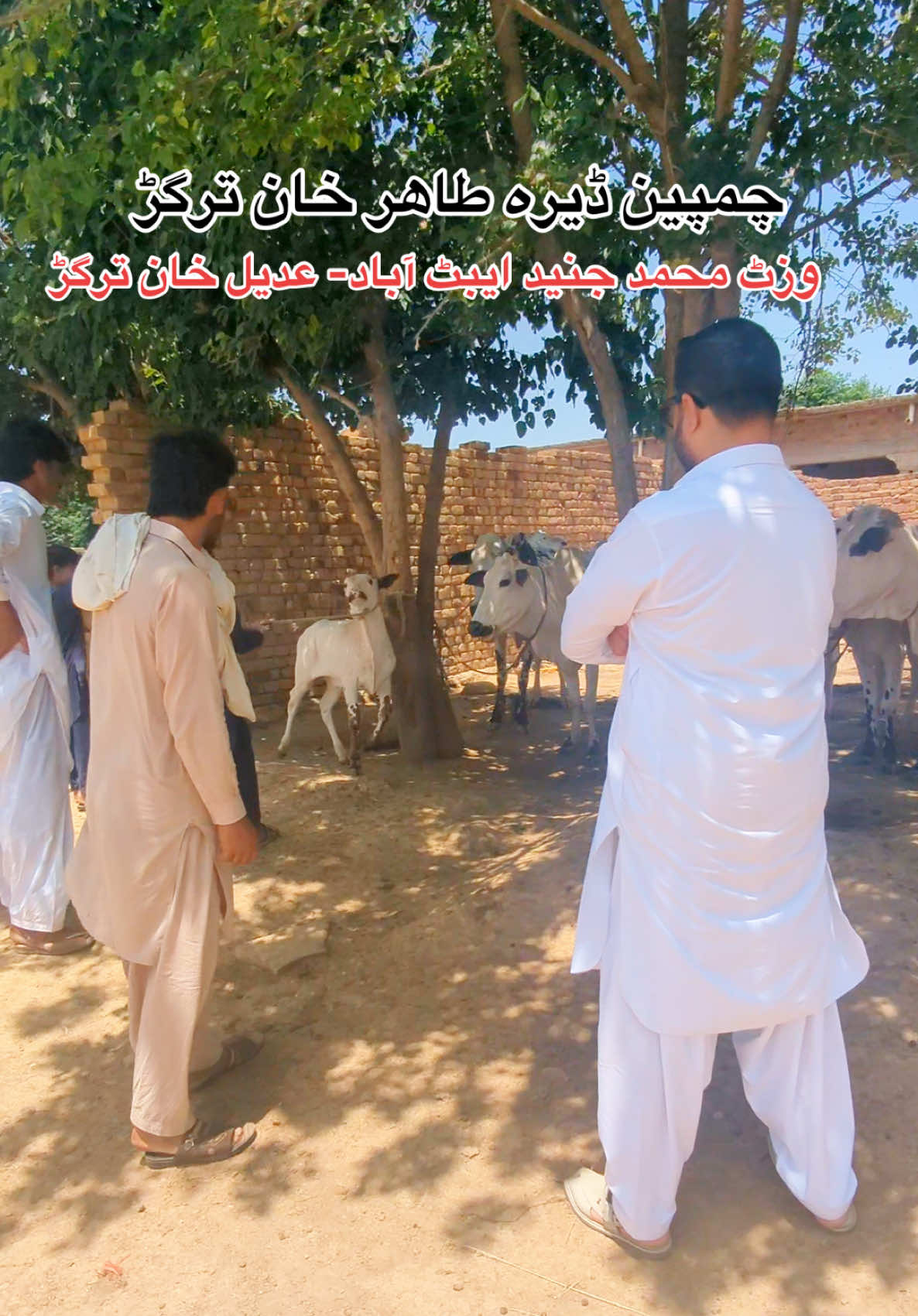 @محمد جنید (ایبٹ آباد)