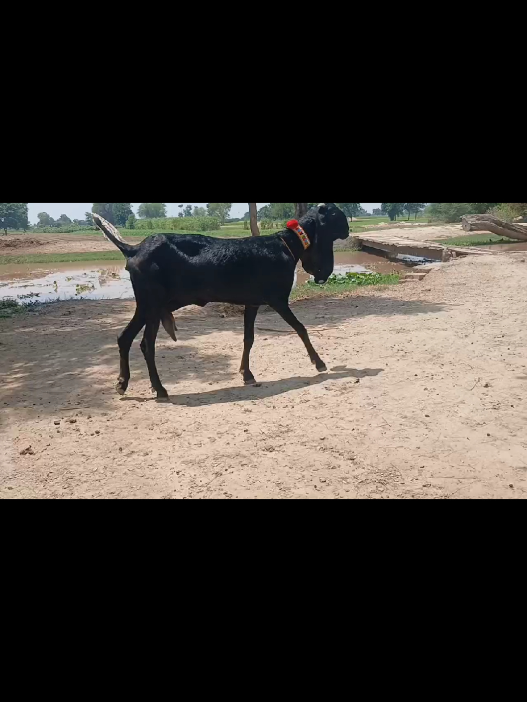 @Babu Pathan Goat Farm