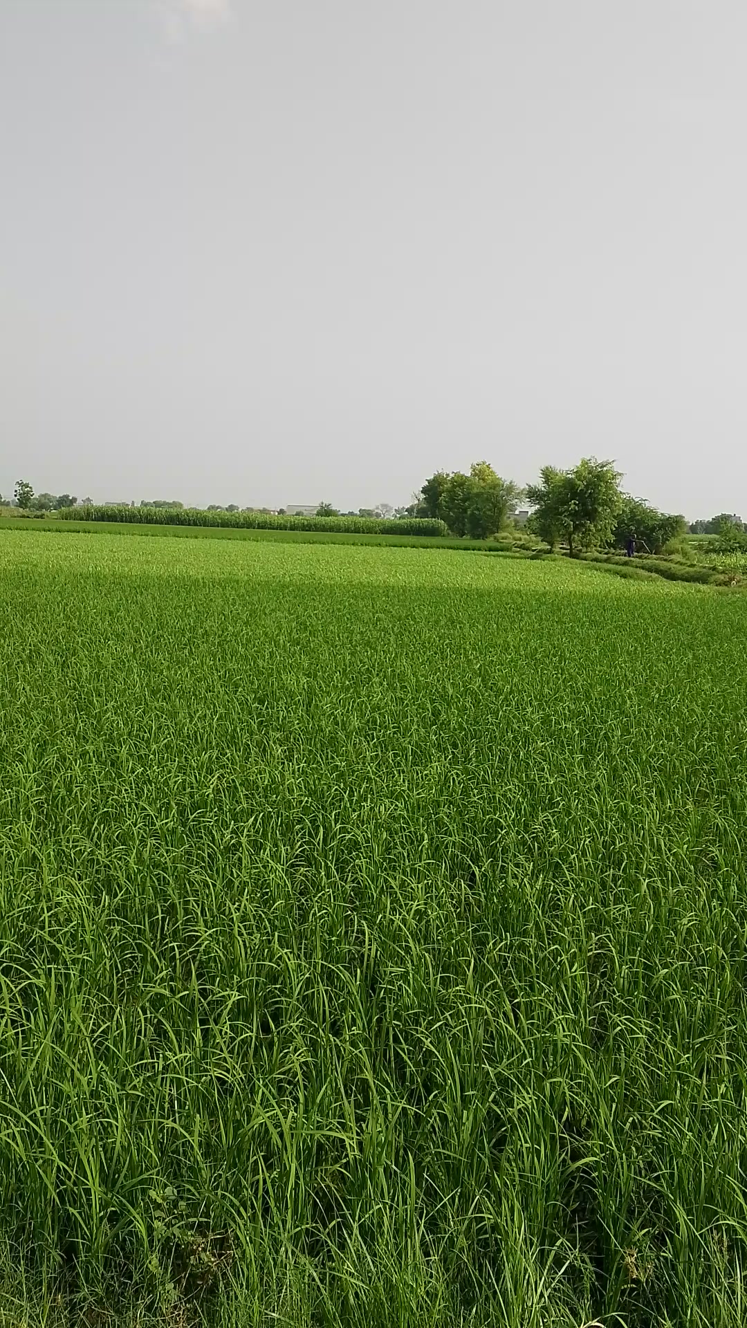 @CH ABDUL BASIT