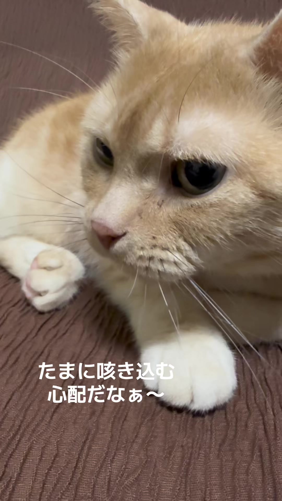 @nekotikwa