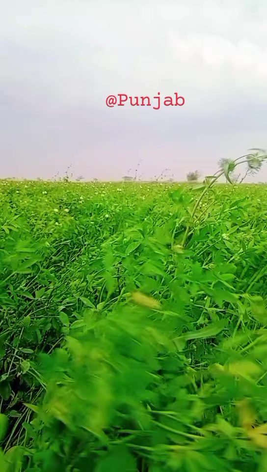 @❤️ GuJjAr ❤️